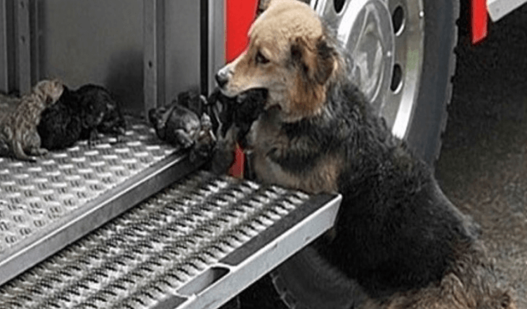 Die heldenhafte Hundemutter ging mehrmals durch ein Feuer, um ihre Welpen zu retten