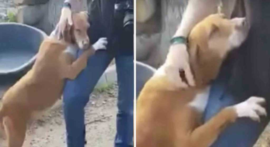 Trauriger Hund umarmt Nachrichtenreporter, bis er beschließt, sie zu adoptieren