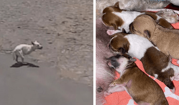 Hund schrie in Strandnähe um Aufmerksamkeit und hoffte, jemand würde ihr mit ihren neugeborenen Welpen helfen