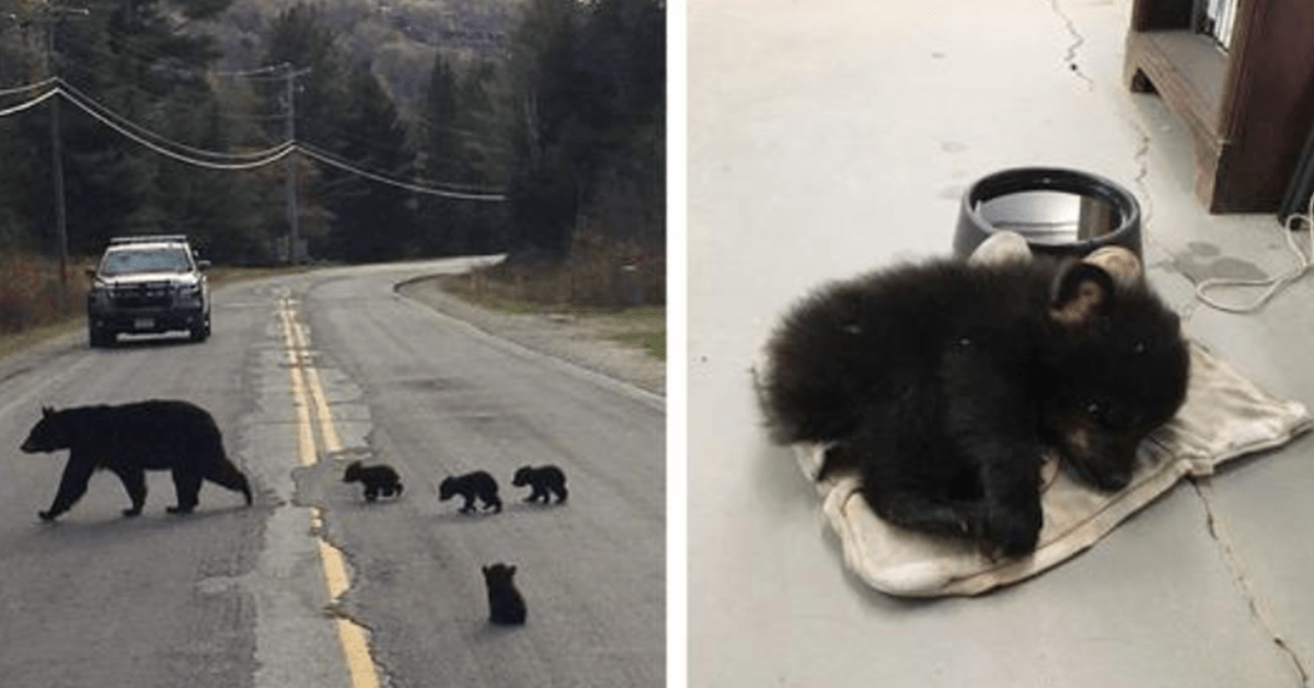Polizist entdeckt krankes Bärenjunges, das auf der Straße festsitzt, und riskiert sein Leben, um es zu retten
