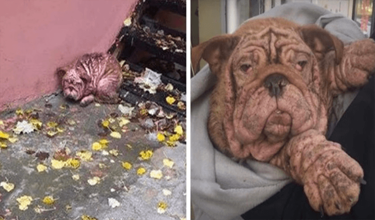 Verlassene Bulldogge gezwungen, mit schwerer Räude auf der Straße zu leben