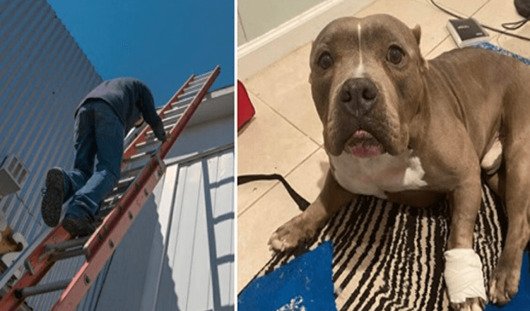 Heroischer Hund verletzt sich die Pfote, um das Leben seines Besitzers nach einem Unfall zu retten