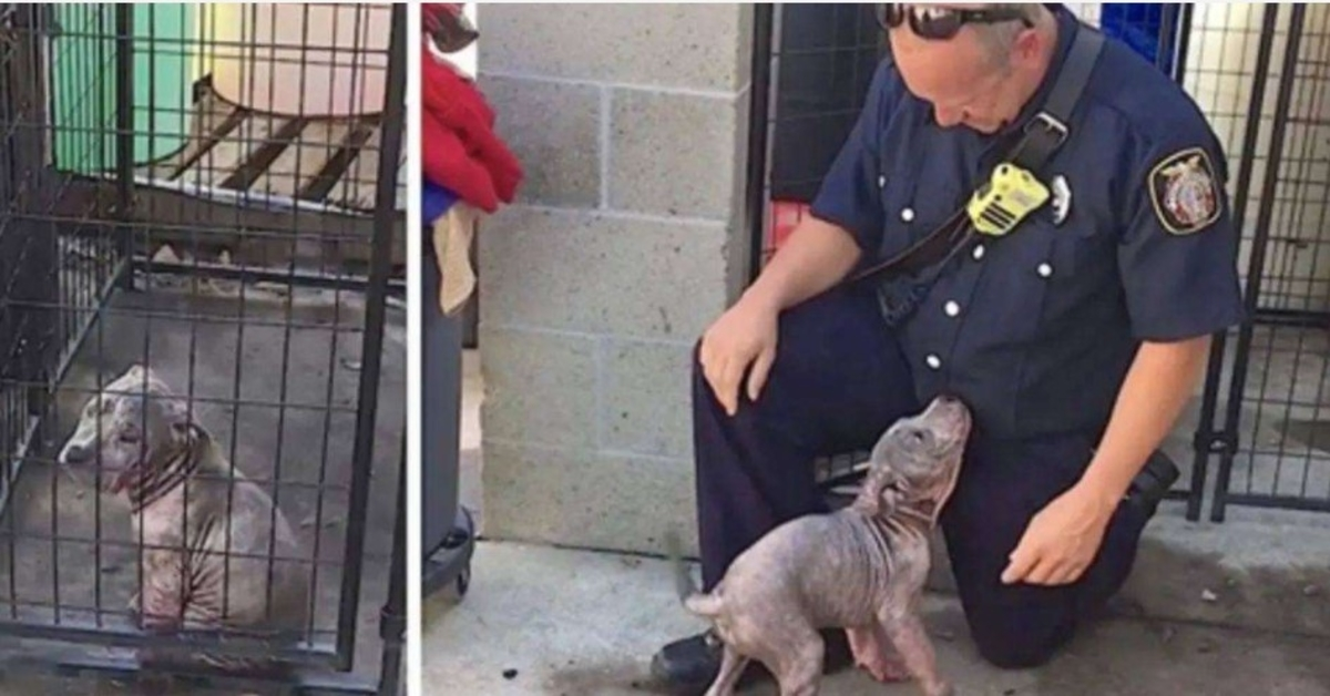 Trauriger Tierheimwelpe ist außer sich vor Freude, als der Feuerwehrmann, der sie gerettet hat, auftaucht, um sie zu adoptieren