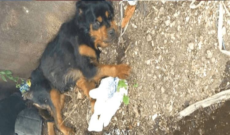 Gelähmter Hund im Müllcontainer zurückgelassen, hätte nie gedacht, dass jemand sie finden würde