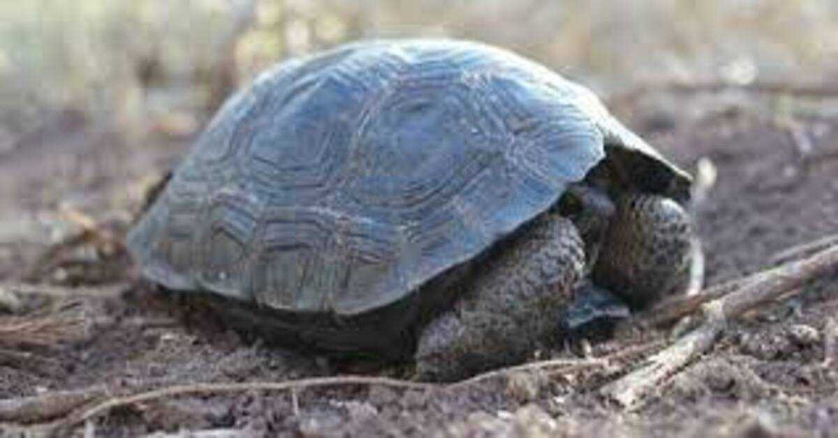 Schildkrötenbabys wurden zum ersten Mal seit hundert Jahren auf Galapagos geboren