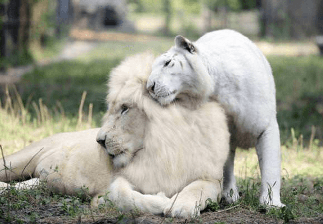 Weißer Löwe und weißer Tiger haben zusammen Babys bekommen und sie sind die bezauberndsten Wesen der Welt
