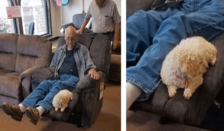 Opa brachte seinen Hund zum Möbelgeschäft, um sicherzustellen, dass sie mit ihrem neuen Stuhl einverstanden ist