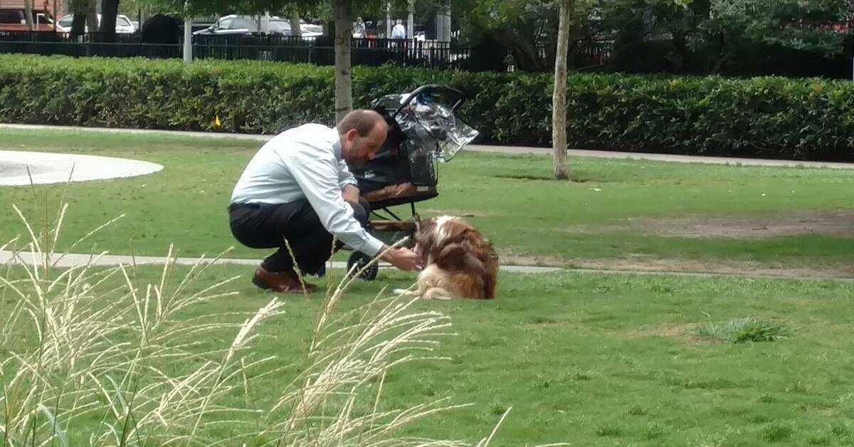 Besitzer nimmt seinen blinden Hund aus dem Kinderwagen und dachte, niemand würde ihn beobachten, wenn er sich bückt