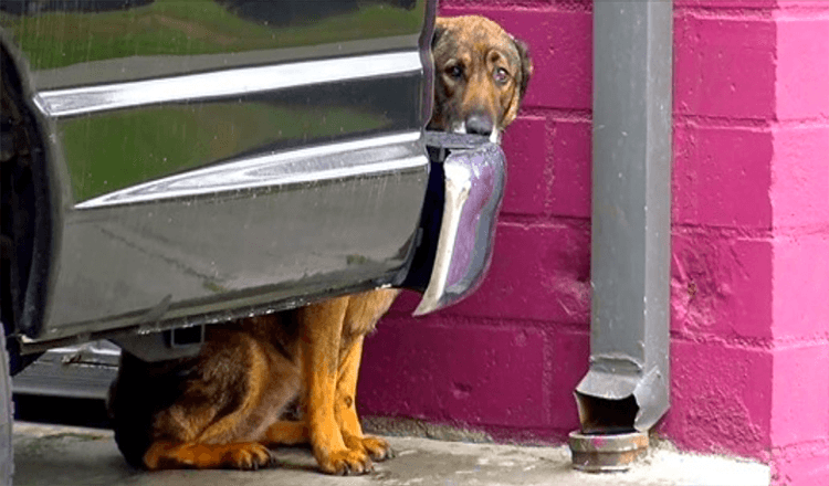 Obdachloser Deutscher Schäferhund „schreit wie ein Mensch“, wenn ihm jemand zu nahe kommt