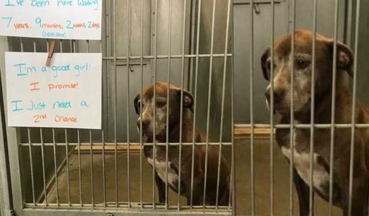 Einsamer Hund wartet seit über sieben Jahren im Tierheim und fleht jemanden an, ihr eine „zweite Chance“ zu geben
