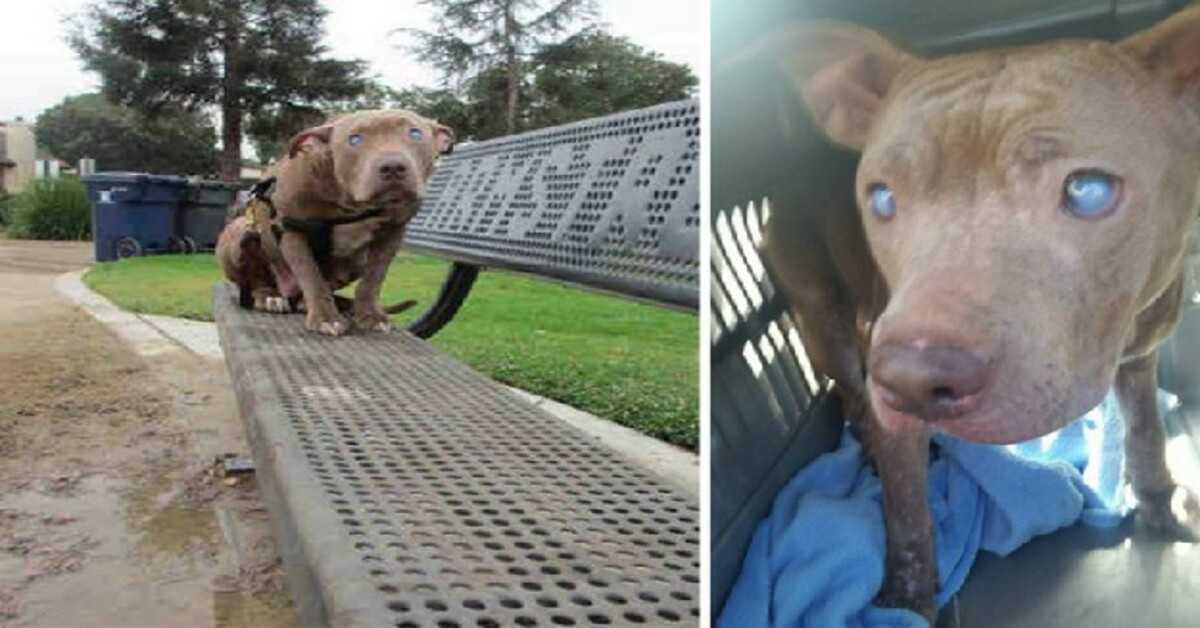 Blinde Pitbull, die nach der Geburt auf einer Parkbank ausgesetzt wurde, bekommt endlich die Liebe, die sie verdient