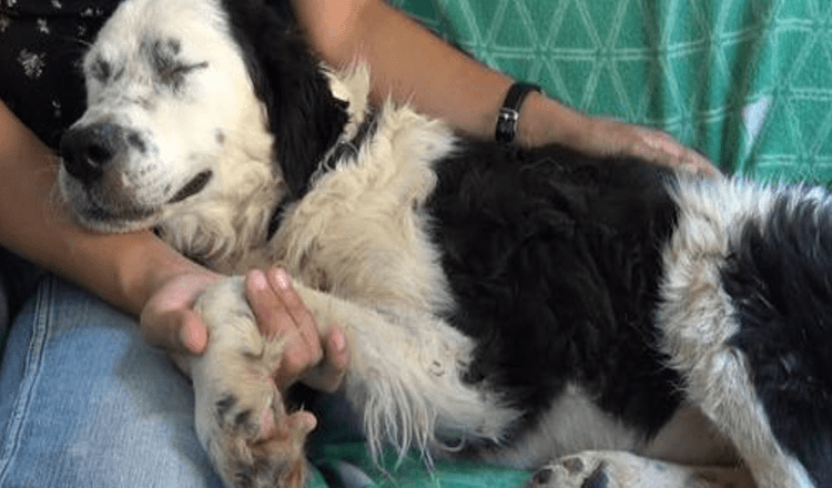 Schlafloser Hund lag neben Frau und schloss zum ersten Mal seit ihrer Rettung die Augen