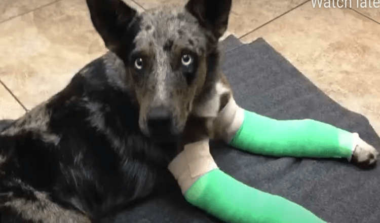 Hund mit zwei gebrochenen Beinen taumelt zu einer abgelegenen Park Ranger Station und sucht Hilfe