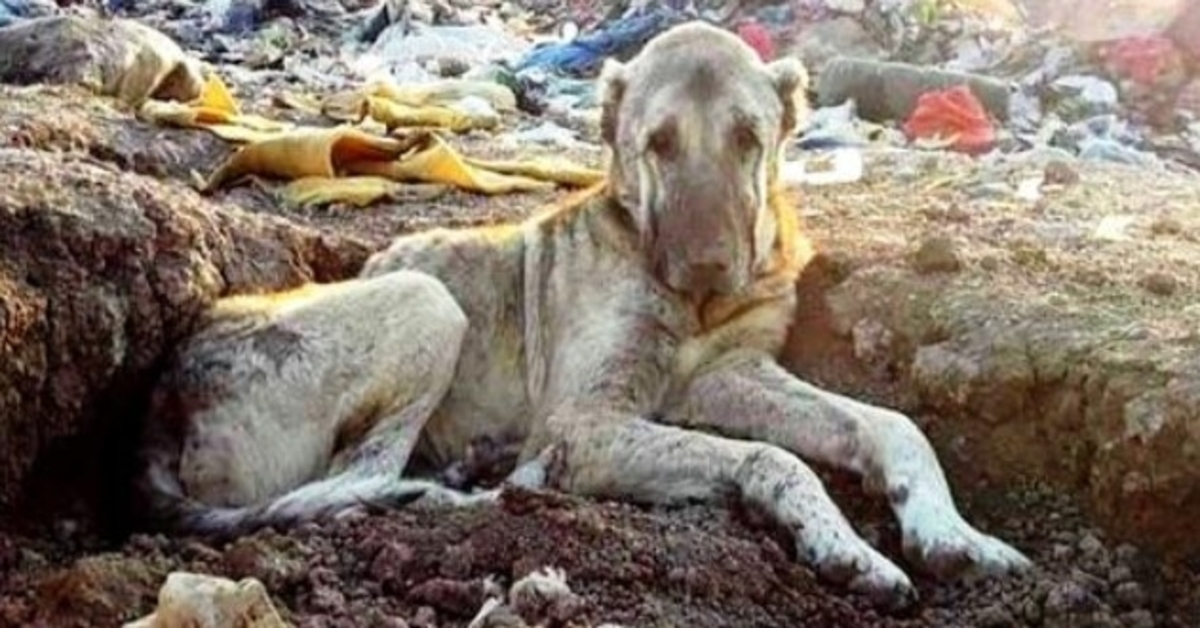 Kranker Hund wird auf Mülldeponie geworfen, weil er „nutzlos“ ist, im Müll begraben und wartet auf den Tod