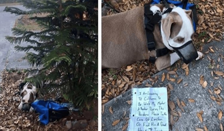 Mann bindet Hund mitten in der Nacht mit einer Notiz an den Baum des Nachbarn und verlässt dann die Stadt