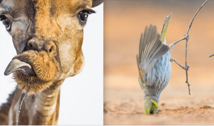 Komödiantische Tierfotografien bringen Zuschauer auf der ganzen Welt zum Lachen