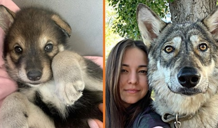 Von seiner Mutter verlassener Wolf wächst mit Menschenfamilie auf – verhält sich wie ein Hund