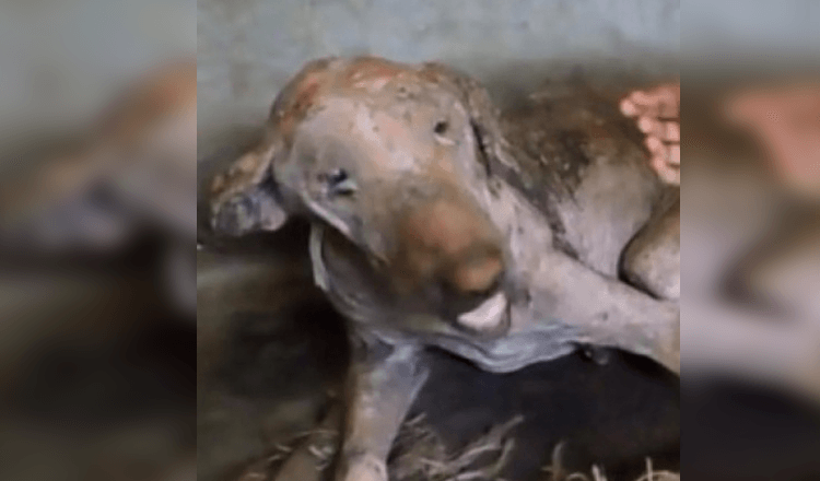Verhungernder, haarloser Hund, der mit Wunden übersät aufgefunden wurde, sieht nach seiner Rettung nicht mehr wiederzuerkennen aus