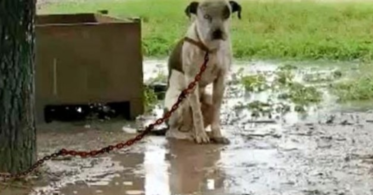 Angeketteter Hund, der vom Besitzer beleidigt wurde und sich nicht hinlegen konnte, will nur eine Sache
