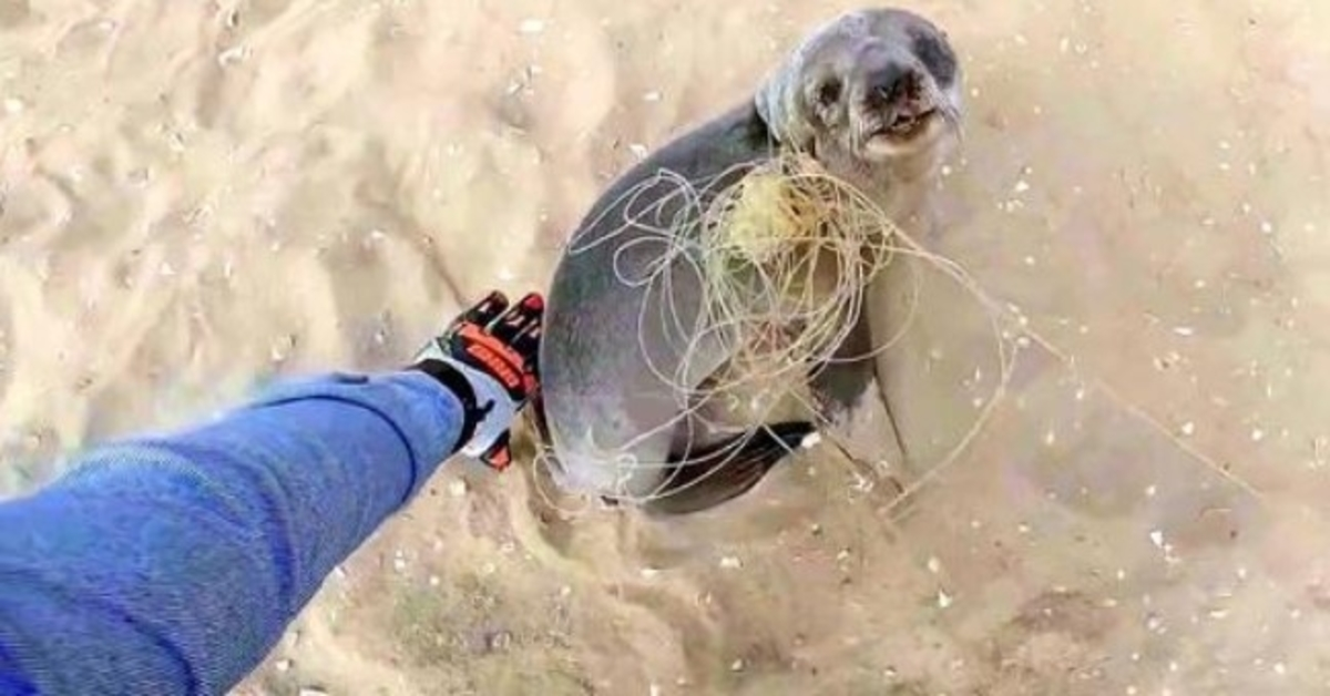 Baby Seal hält inne, um seinen Rettern für die Befreiung zu danken, bevor es zu seiner Familie zurückkehrt