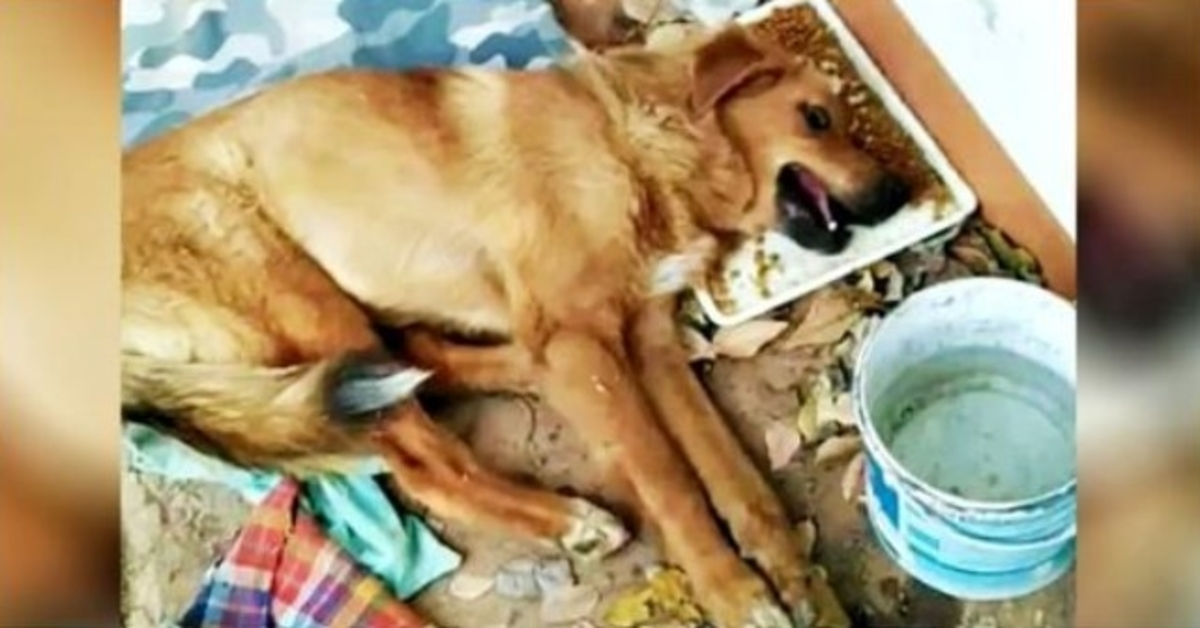 Kein seelisch unterstützter Hund, der mit gebrochenen Beinen im Stich gelassen wurde, er weinte und niemand kümmerte sich darum