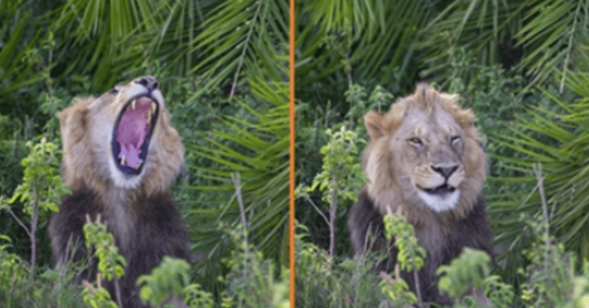 Löwe überrascht Fotografen mit gruseligem Brüllen, zwinkert ihm dann zu und lächelt ihn an
