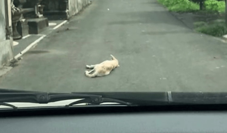 Auto hält an einem Hund an, der regungslos mitten auf der Straße liegt