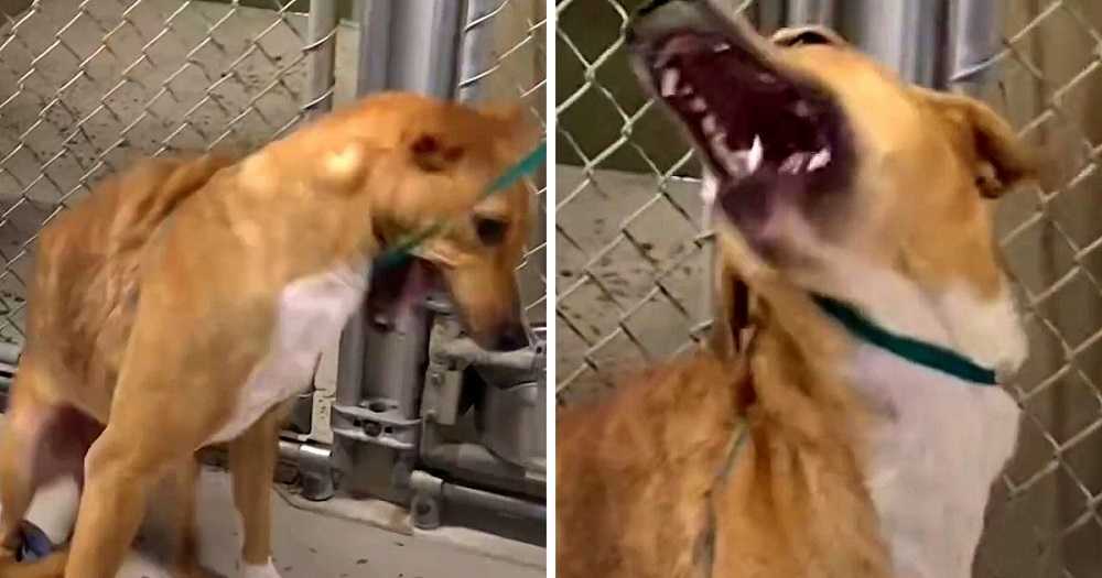 Hund mit gebrochenen Knochen schaudert bei menschlicher Berührung, aber eine Frau bittet um ihr Vertrauen