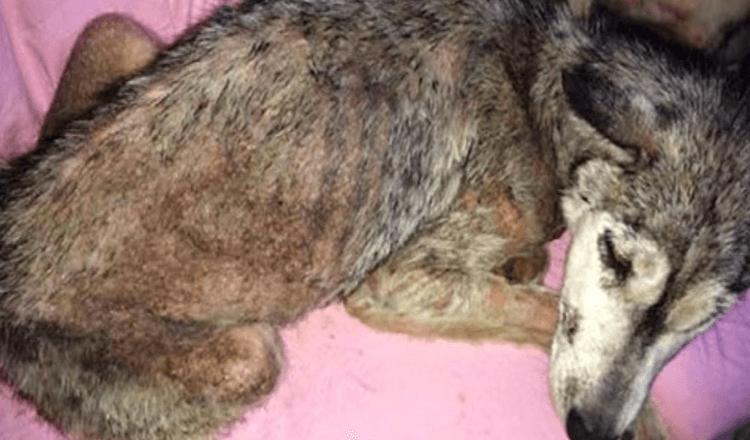 Hund wurde missbraucht und auf der stark befahrenen Autobahn weggeworfen, aber sie war nicht allein