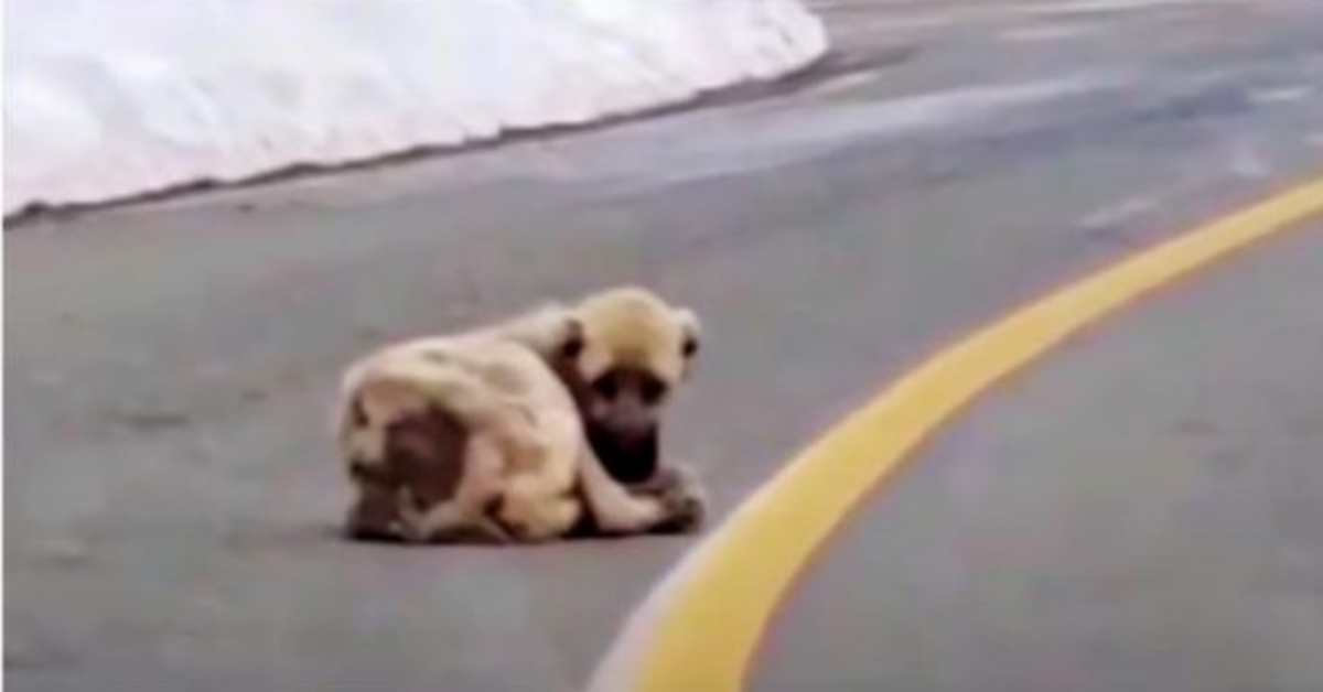 Ein hohler Hund lag auf der Straße und sehnte sich nach Wärme und einem besseren Leben, aber sein Herz war wild