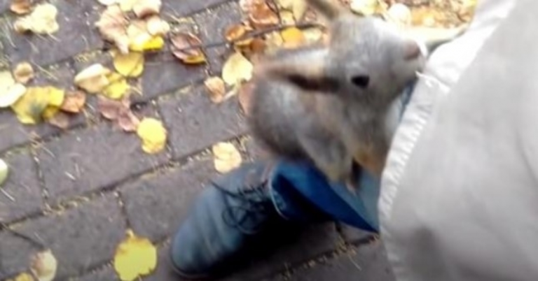 Eichhörnchen möchte, dass ein Fremder ihr zu ihrem Baby folgt, und springt ihm ans Bein