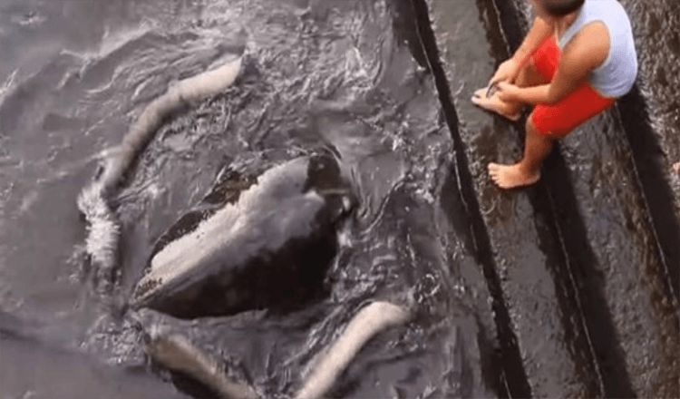 Video eines riesigen Stachelrochens, der aus dem Wasser auftaucht, um einen Jungen zu begrüßen, geht viral