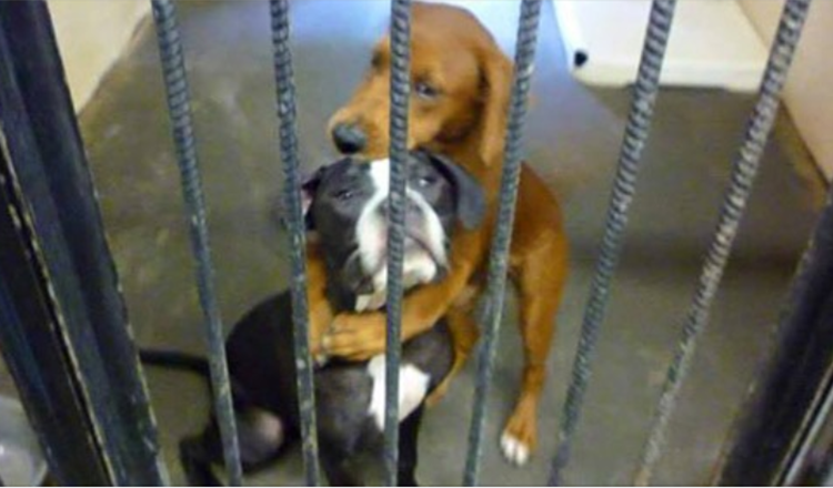 Tierheimhund umarmt ihre beste Freundin Stunden vor der Euthanasie so fest und rettet ihnen das Leben
