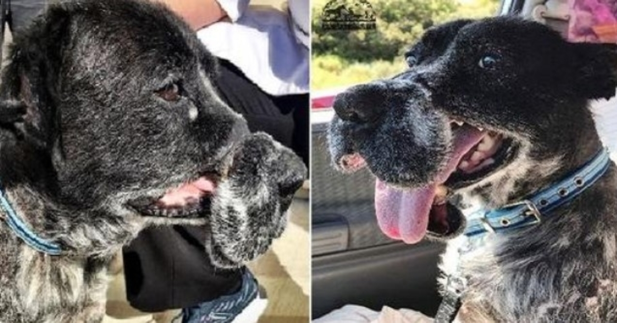 Ein Hund, der durch einen grausamen Drahtmaulkorb deformiert wurde, hat jetzt ein Zuhause