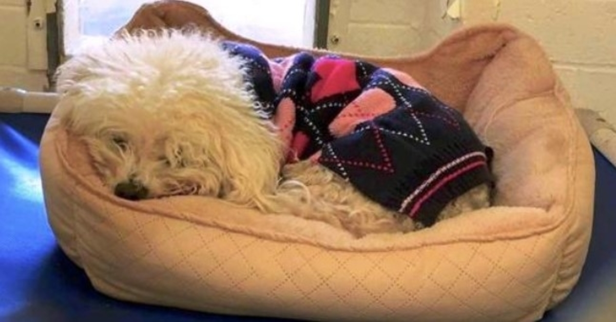 Hund zum zweiten Mal ausgesetzt, klammert sich an sein altes Bett und weigert sich, seinen Kopf zu heben