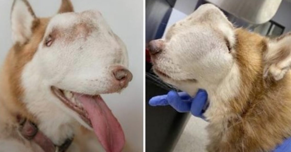 Frau adoptiert „unerwünschten“ Husky, dessen Tumor die gesamte Nasenhöhle und das Gesicht befallen hat