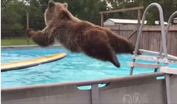 Grizzlybär-Bauchlatschen direkt in den Pool, dreht sich dann um und schenkt der Kamera ein riesiges Lächeln
