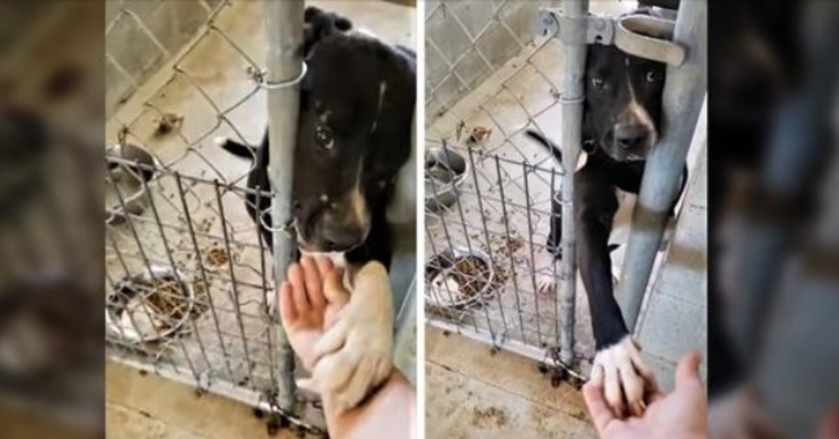 Ein Tierheimhund sucht verzweifelt nach einer Adoption und versucht, jeden, der an seinem Zwinger vorbeikommt, an der Hand zu halten