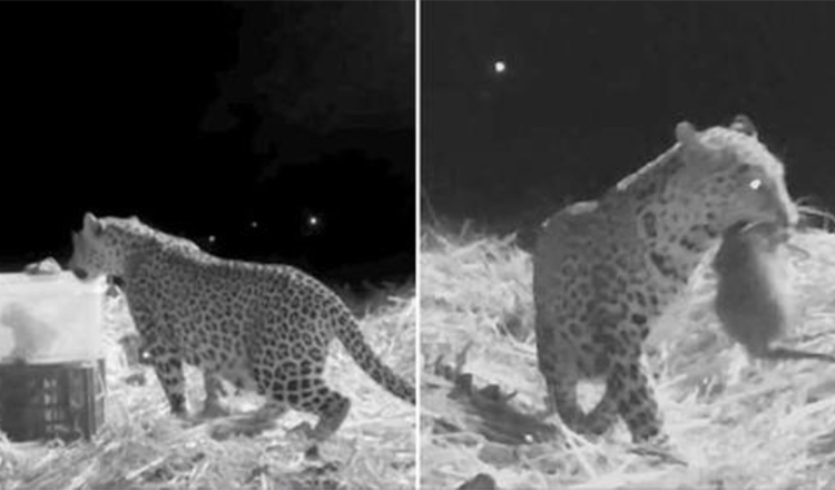 Rettungsteam zeichnete die Wiedervereinigung von Leopardenmutter und verlorenem Jungtier auf, das von freundlichen Menschen gefunden wurde