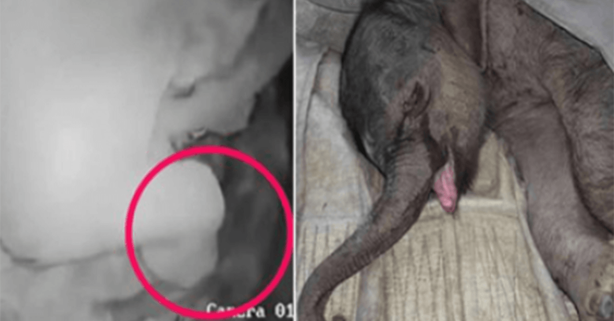Ein neugeborenes Elefantenbaby wird von seiner Mutter angegriffen und zurückgewiesen; Weint fünf Stunden lang