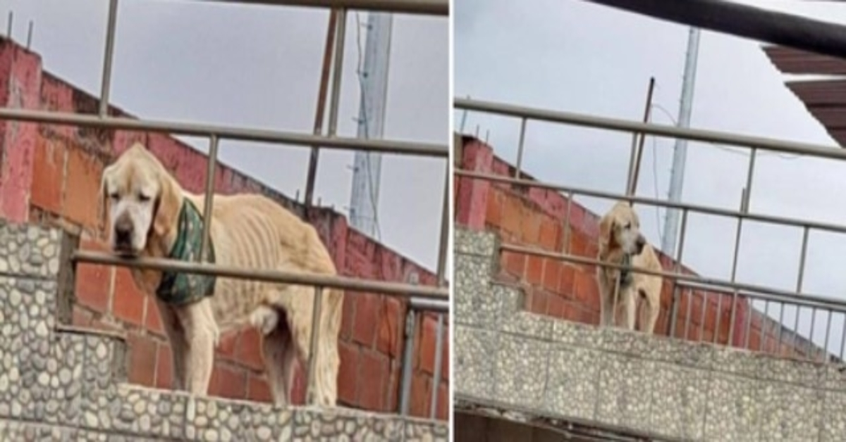 Mit dem traurigsten Blick und seinen Knochen im Blick verbrachte der Hund seine Tage fest auf dem Dach eines Hauses