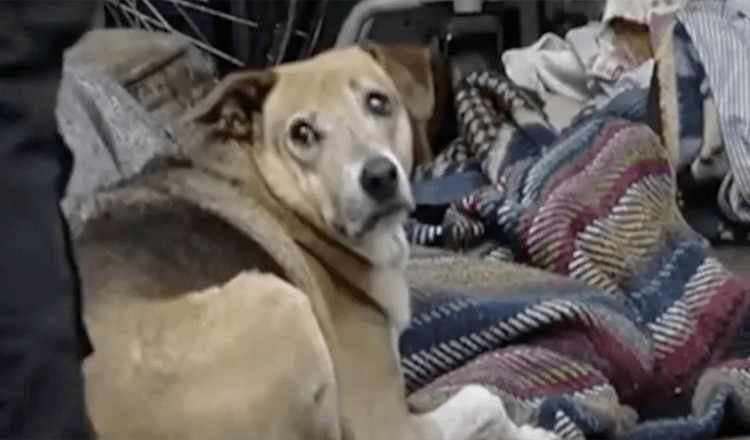 Hund weigert sich, die Leiche seines auf der Straße verstorbenen Besitzers zurückzulassen