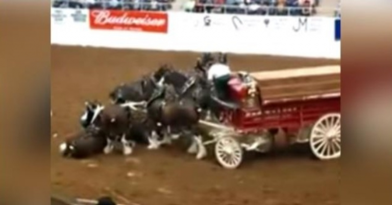 Clydesdale-Pferde brechen während der Arena-Show zusammen und erheben sich nach dem Sturz prächtig