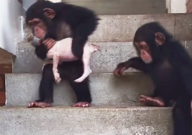 Ein sterbender Welpe wird mit Hilfe einiger liebevoller Schimpansen wieder zum Leben erweckt