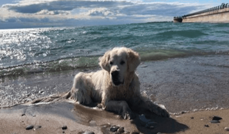 Hundevater mit gebrochenem Herzen teilt Video vom letzten Spaziergang des Welpen