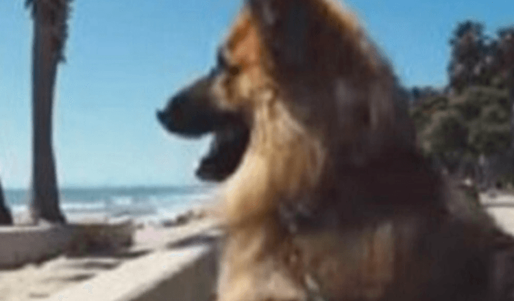 Ein Deutscher Schäferhund, der fünf Jahre an einer Kette verbrachte, sah zum ersten Mal den Ozean. Die Reaktion ist großartig