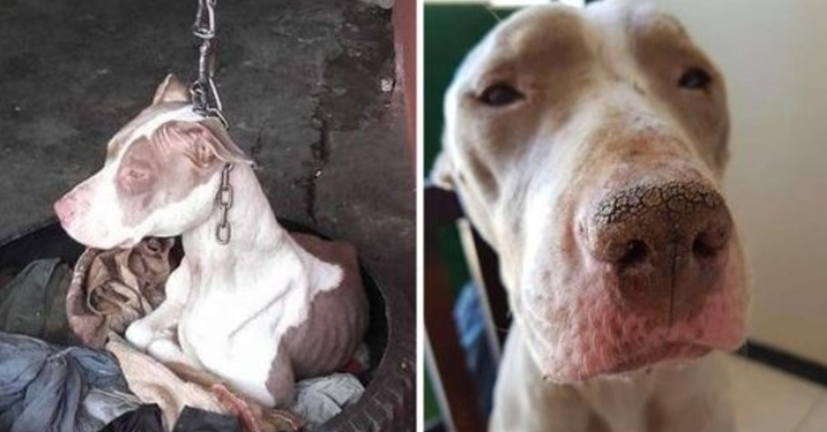 Der von Menschen gerettete Hund wurde an einer so kurzen Kette gehalten, dass sie nicht einmal ihren Kopf ausruhen konnte und jetzt ist sie glücklich