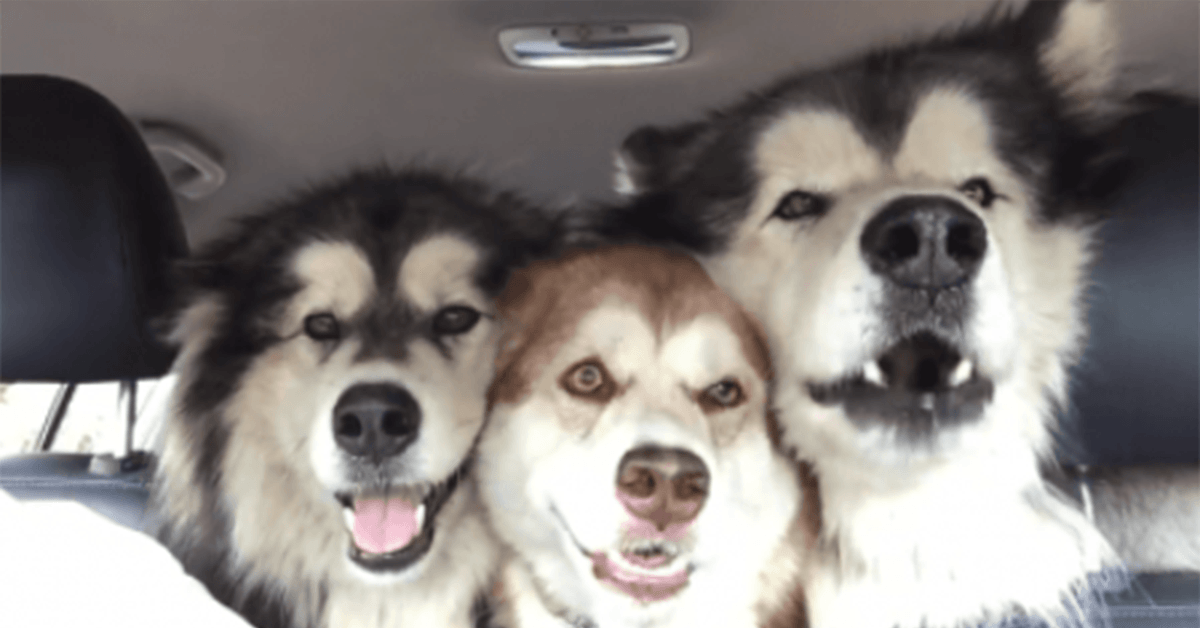 Drei verstimmte Malamutes singen im Auto aus vollem Halse