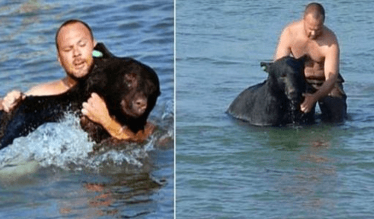 Ein Mann sieht einen ertrinkenden Bären und riskiert sein Leben, um ihn zu retten