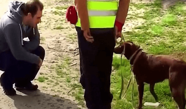 Hund erkannte ihren Vater nicht, nachdem er 3 Jahre lang verloren war, dann duckte sich Vater